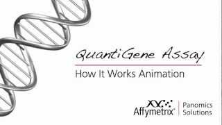 QuantiGene 20 How it Works  Animation [upl. by Mazman]