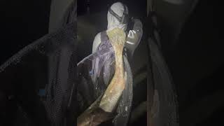 100cm Jew Mulloway fish [upl. by Sexela]