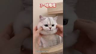 能一秒唤猫的神奇声音，百试百灵！The magical voice that can call a cat in one second works every time [upl. by Eecyaj]