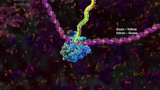 mRNA processing and the Spliceosome 2014 by Drew Berry wehitv [upl. by Lechner]