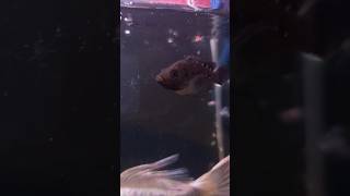 Parrot fish eating her own babypolarblueparrotfish petfish parrotfish petfish petsvlog fish [upl. by Andromada]