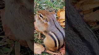 Chipmunk filling cheeks cute nature wildlife chipmunks [upl. by Akered]