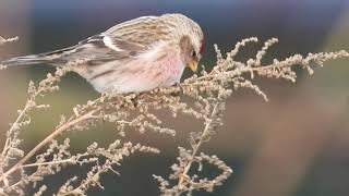 Grote Barmsijzen  Great Redpolls Acanthis flammea [upl. by Shipp583]