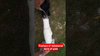 Fracture of metatarsal bone in goat goat fractureorthopedic plaster of Paris bandagesplint vets [upl. by Attenod]