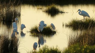 Restoring the Chesapeake Watershed [upl. by Asiluj593]