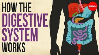 The Digestive System  GCSE Biology 91 [upl. by Coraline]