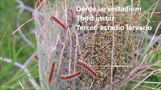 Dennenprocessierups Pine processionary caterpillar Procesionaria del Pino 14 11 2018 [upl. by Lasiaf785]