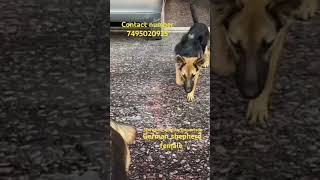 germanshepherd showline allbreeds trendingshorts viralshort [upl. by Eisen]