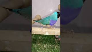 Beautiful Gouldian Finche bird finch birds shortsviral birdslover [upl. by Ecirtal]