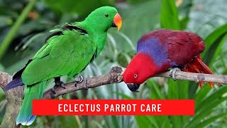 How to Care for an Eclectus Parrot updated 2021 [upl. by Jean-Claude]