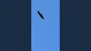 Harriss Hawk Flying Above [upl. by Sedlik548]