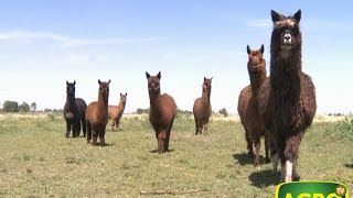 Secretos para la cría y el manejo de Llamas y Alpacas 574 20140802 [upl. by Eceinal]