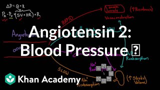 Angiotensin 2 raises blood pressure  Renal system physiology  NCLEXRN  Khan Academy [upl. by Brozak400]