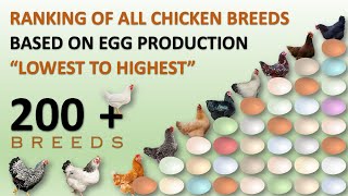 Ranking of All Chicken Breeds Based on Egg Production 🥚🐔  Eggs  Hens  Chickens  Chicken Eggs [upl. by Reinald]