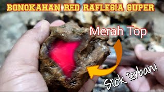 REVIEW BONGKAHAN MERAH TERBARU BOSKU [upl. by Branham]