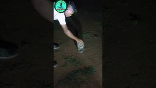 नांग🐍 सांप को रिलीज किया गया animallover snake cobra nature snakelife snakerescueteam [upl. by Mirisola]