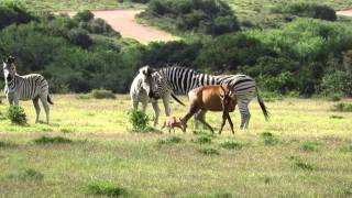 Hartebeest young attacked by zebras [upl. by Horne]