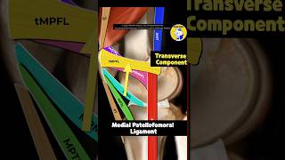 Fig 4A01 Anatomy of the Medial Patellar Retinacular Complex Part 1 [upl. by Ardnoid483]