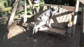 Great Dane Gunner8 weeks to 6 monthssuch a goofy boy [upl. by Rexferd]