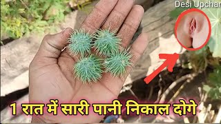 अपने हथियार को मोटामजबूत करे मात्र 10 दिन में अरण्डी के तेल के फायदे । Castor oil [upl. by Akemahc912]