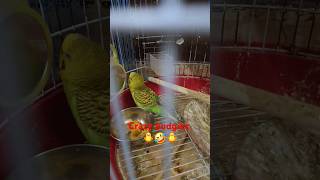 Crazy budgies budgiesbirdspetbirdcrazytrendingshortsviralvideoyoutubeshortsytshortsyoutube [upl. by Sonni]