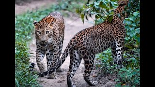 Dusk Duett  Wilpattus Whispering Couple wilpattu leopard duett inlove naturelovers wildlife [upl. by Avat]