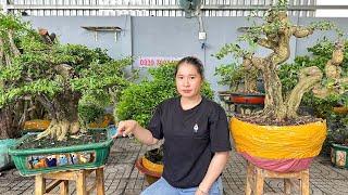 Siêu Mềm 69 Thúy An 0939700449 chào bán nhiều loại BONSAI thành phẩm amp phôi [upl. by Oakie236]