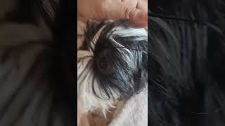 Shih Tzu roncador só acorda com um barulho [upl. by Tavey]