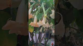 brugmansia [upl. by Erual483]