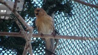 Male Redpoll Singing [upl. by Sayette]