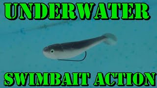 The TRUTH About My FAVORITE Brands  Underwater Swimbait Testing [upl. by Mada120]