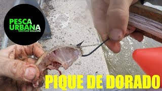 Pique de dorado pesca con linea de mano y boya fishing dourado [upl. by Comptom]