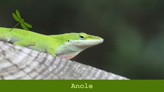 Anole [upl. by Leiand167]