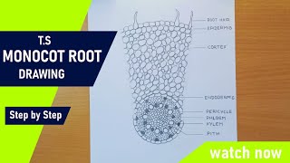 Transverse section of monocot root diagram drawing  TS of the monocot root diagram drawing [upl. by Tesler416]