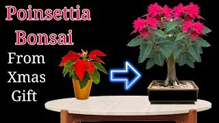 Poinsettia Bonsai from Xmas gift [upl. by Ennelram]