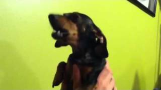 A wiener dog howling [upl. by Aztinad]