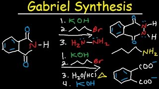 Gabriel Synthesis Reaction Mechanism  Alkyl Halide to Primary Amine [upl. by Leahcimauhsoj]