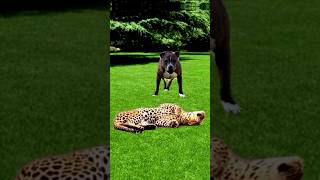 leopard vs dog animals viralshort [upl. by Ahsinnod]