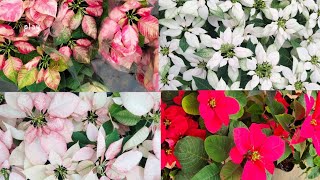 How to grow poinsettia plant ಗಿಡದ ವಿಷಯಗಳನ್ನು ತಿಳಿಯಲು ಈ ವಿಡಿಯೋನೋಡಿ ಈ ಗಿಡವನ್ನು ಬೆಳೆಯಲು ಇದು ಸರಿಯಾದ ಸಮಯ [upl. by Vescuso]