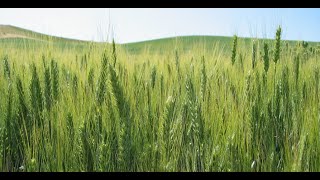 Lecture 4 Feedstocks Forest amp Field Biomass Sources [upl. by Aniled]