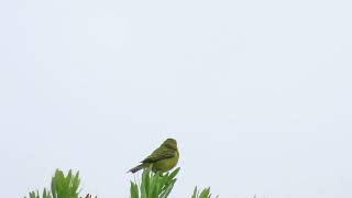 Brimstone Canary [upl. by Ultun281]