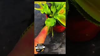 Carnivora plant shortvideo shorts short youtubeshorts youtube ytshort [upl. by Komarek]