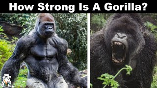 Why Gorillas Are So Strong [upl. by Nahtnoj]