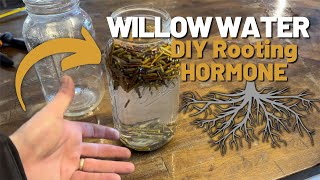 How to Make WILLOW WATER as a Rooting Hormone [upl. by Tish]