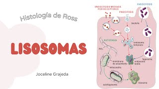 Lisosomas  Histología de Ross [upl. by Allmon189]