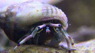 Hermit crab High speed poop やどかり高速うんち [upl. by Hetti]