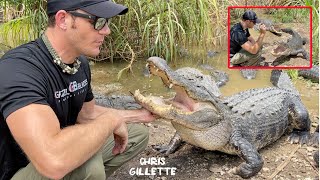 HUGE TRAINED ALLIGATORS  know their names and come when called [upl. by Leeland]