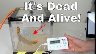 quotZombiequot Fly That is Both Dead and Alive—Reallife Schrödingers Cat Fly Experiment [upl. by Annodam]