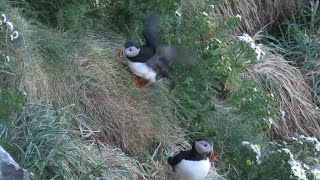 Puffins falling over [upl. by Tom940]