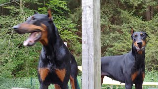 Are 2 Doberman Pinschers Better than 1 [upl. by Higginbotham802]